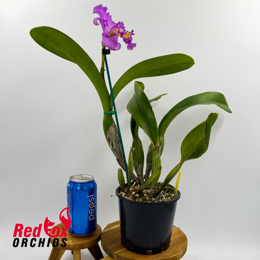 Brassolaeliocattleya Cornerstone 'Radiant' X Blc. Deception Royal Song 'Big Dark Splash'