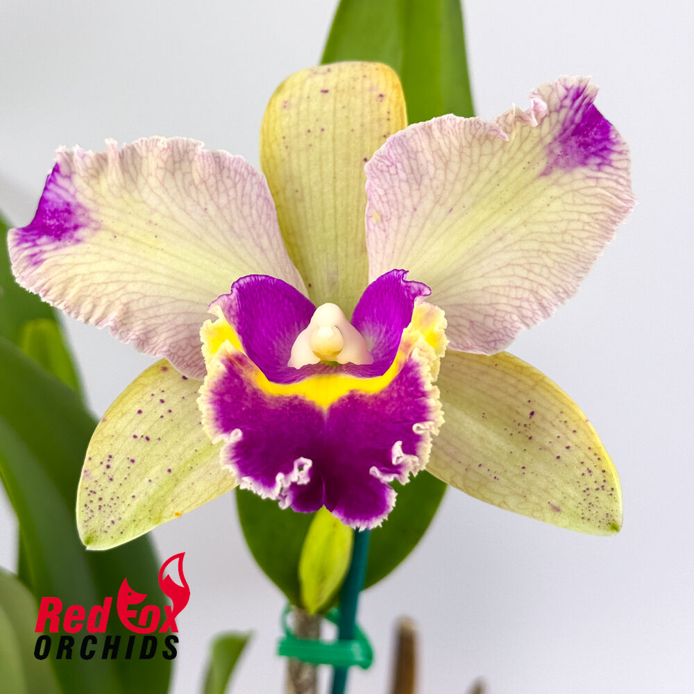 Laeliocattleya (Aussie Sunset X Gene May) 'Bright Aussie' X Blc. Deception Grace