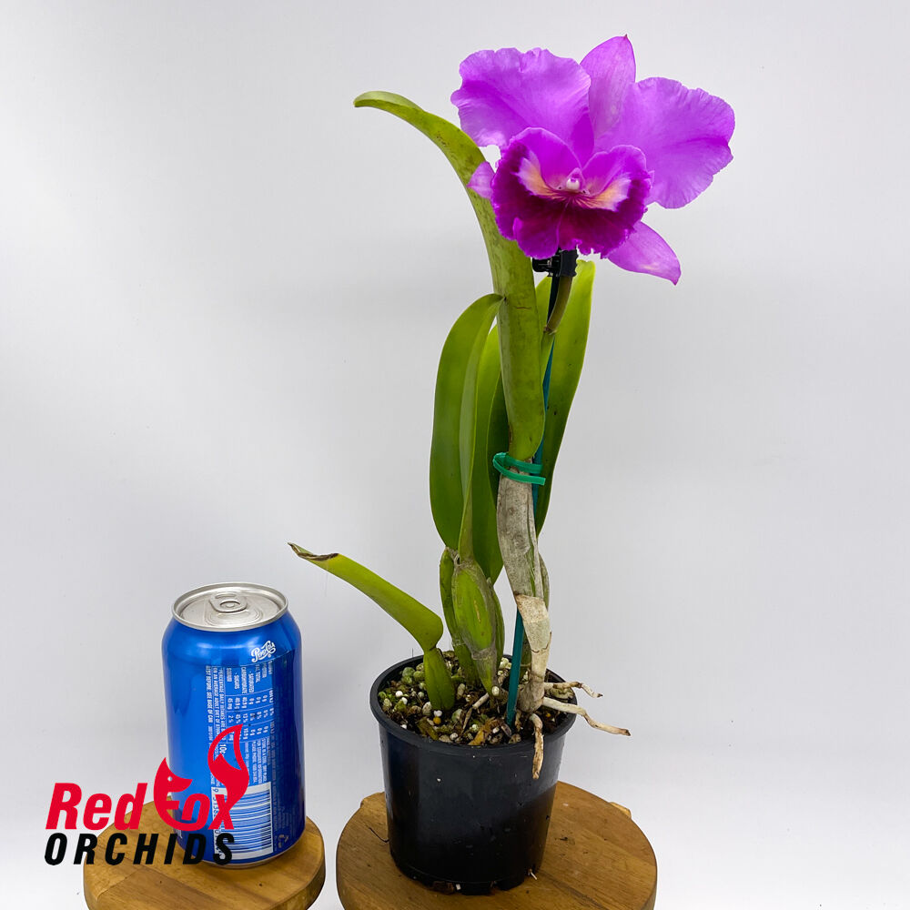 Brassolaeliocattleya Burdekin Velvet 'Louise' X Pot. Hsinying Pink Doll 'Hsinying'