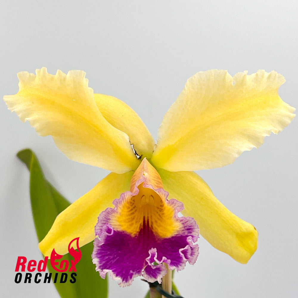 Brassolaeliocattleya Taiwan Queen X Blc. George King 'Southern Cross'