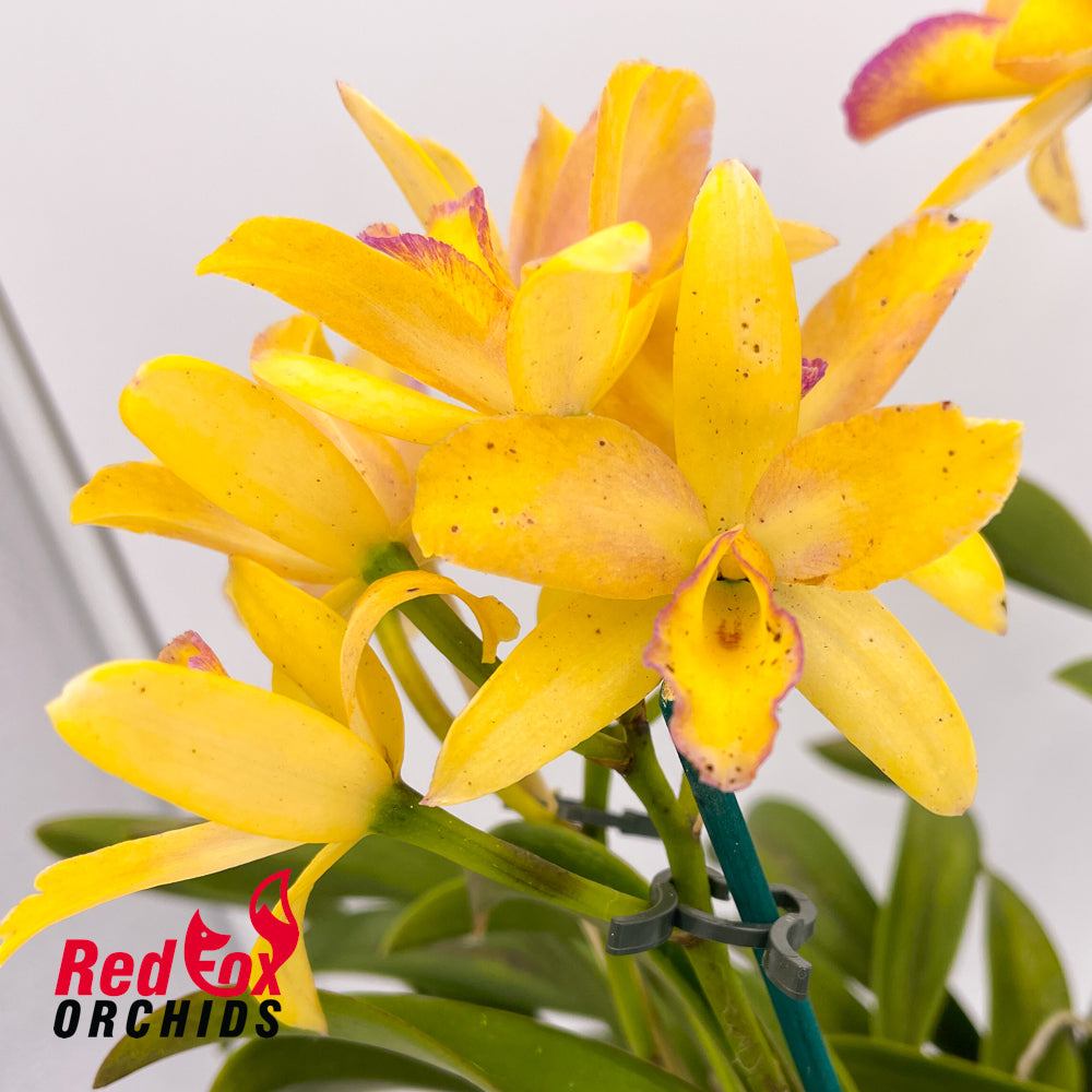 Brassolaeliocattleya (Tsutung Beauty X Young-Min Orange) X Pot. (Yellow Bird X Ollies' Folly)