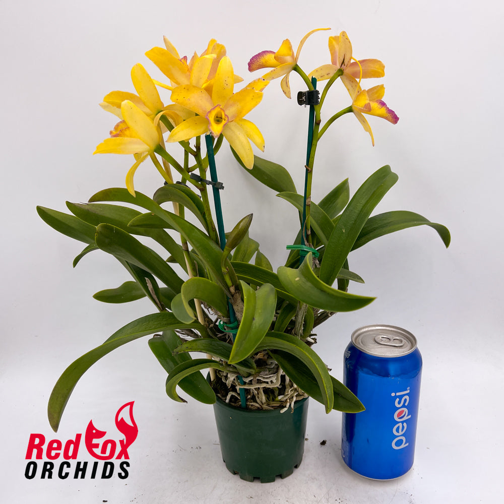 Brassolaeliocattleya (Tsutung Beauty X Young-Min Orange) X Pot. (Yellow Bird X Ollies' Folly)