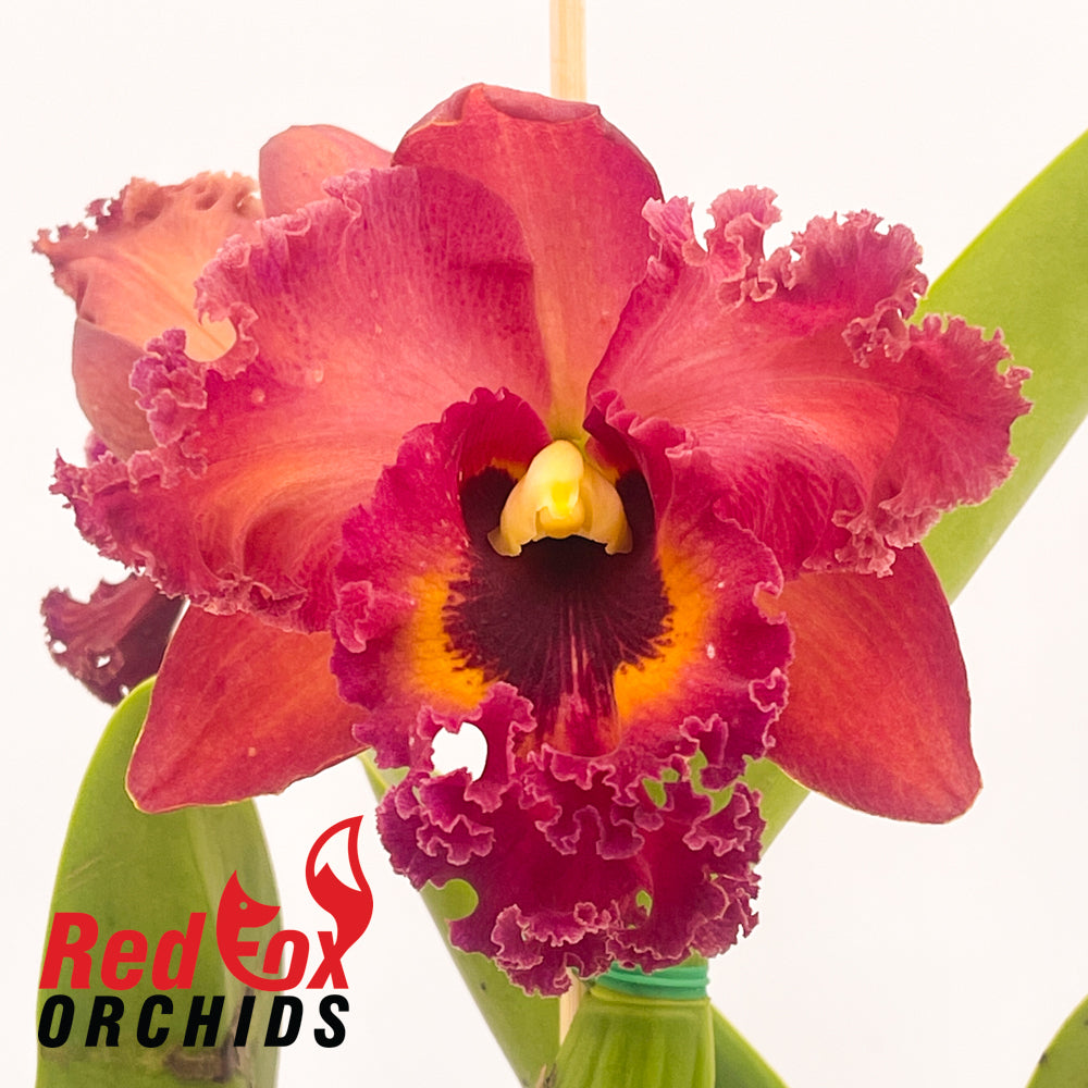 Brassolaeliocattleya Shinfong Emperor