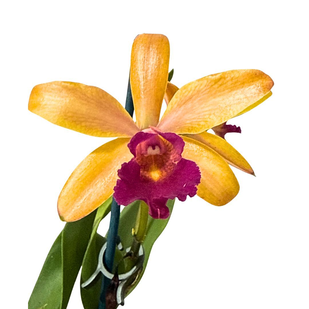 Laeliocattleya Susan Holcombe 'Yellow & Red' x Cattleya Gene May 'Southern Cross'