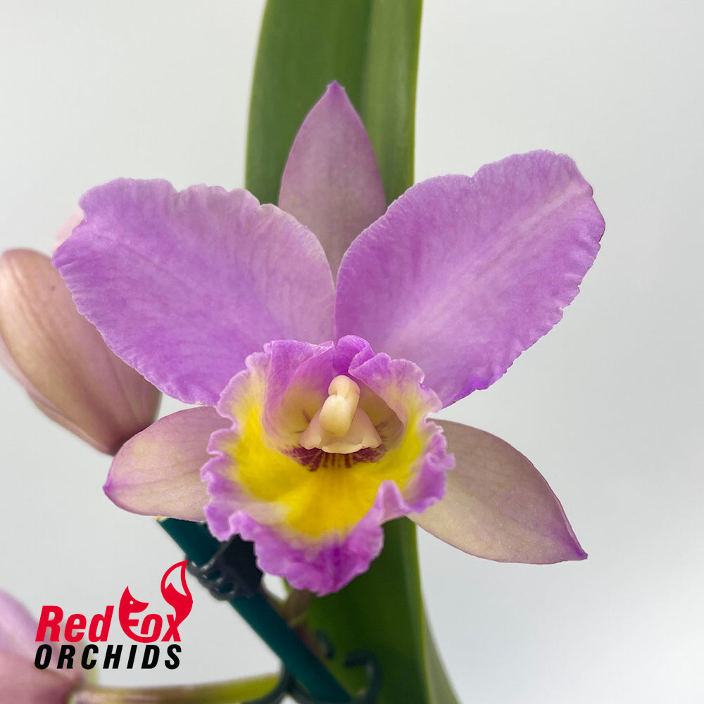 Brassolaeliocattleya (Burdekin Delight X Narooma) 'Round Tall' X Pot. Sebastian Scalia 'Ruby'