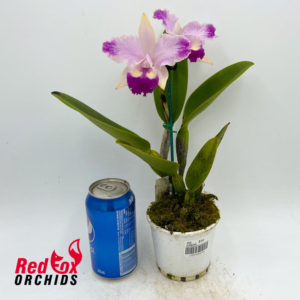 Brassolaeliocattleya Topaz Dancer 'Coral' X C. intermedia f. aquinii-vinicolor
