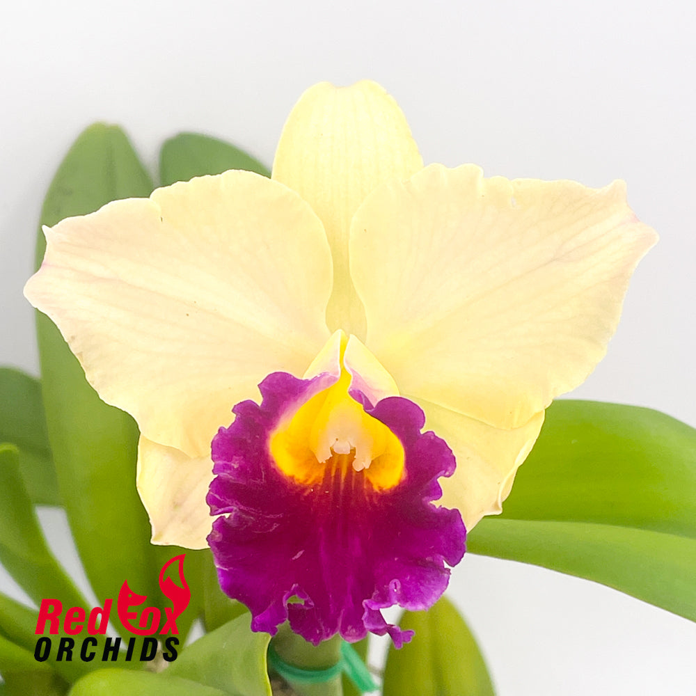 Rhyncholaeliocattleya Glenn Maidment 'Southern Cross' X Rth. Aureate