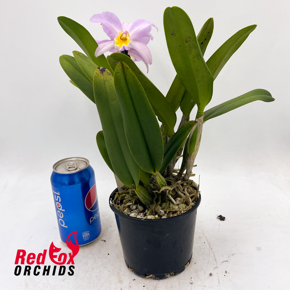 Brassolaeliocattleya Mismo X Blc. George King 'Southern Cross'
