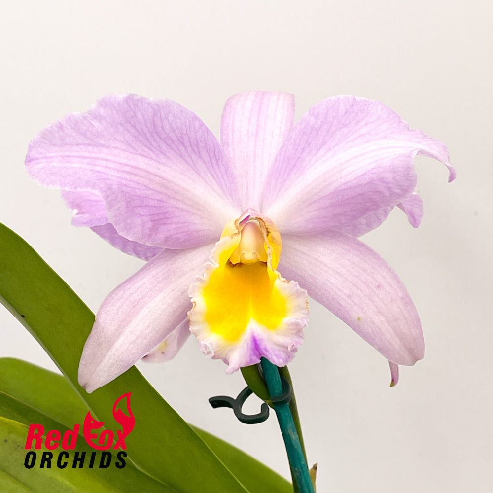 Brassolaeliocattleya Mismo X Blc. George King 'Southern Cross'