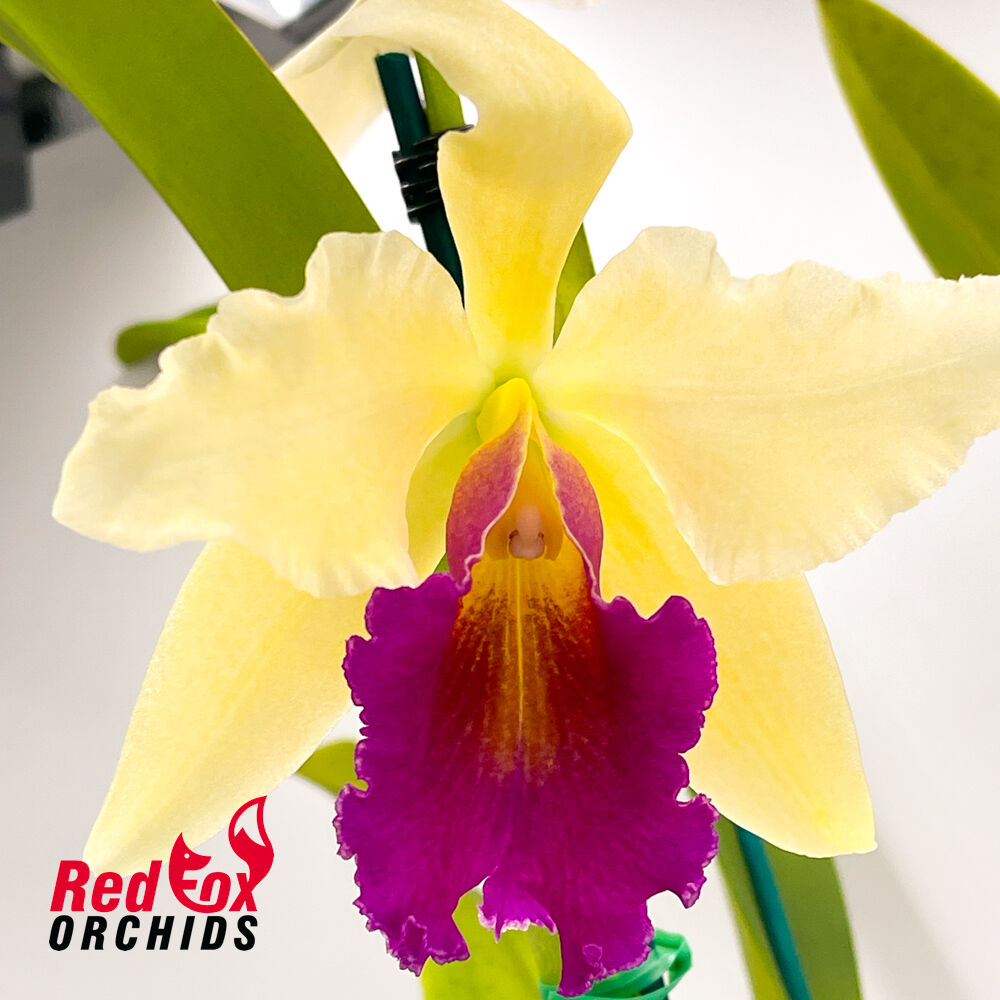Brassolaeliocattleya Topaz Georgie Girl x (Tsutung Beauty x Young-Min Orange)