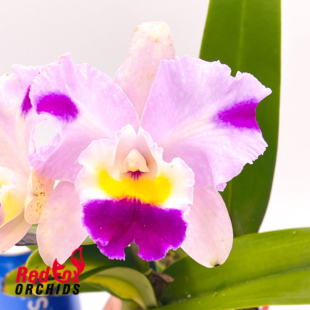 Cattleya Horace X Blc. Topaz Love
