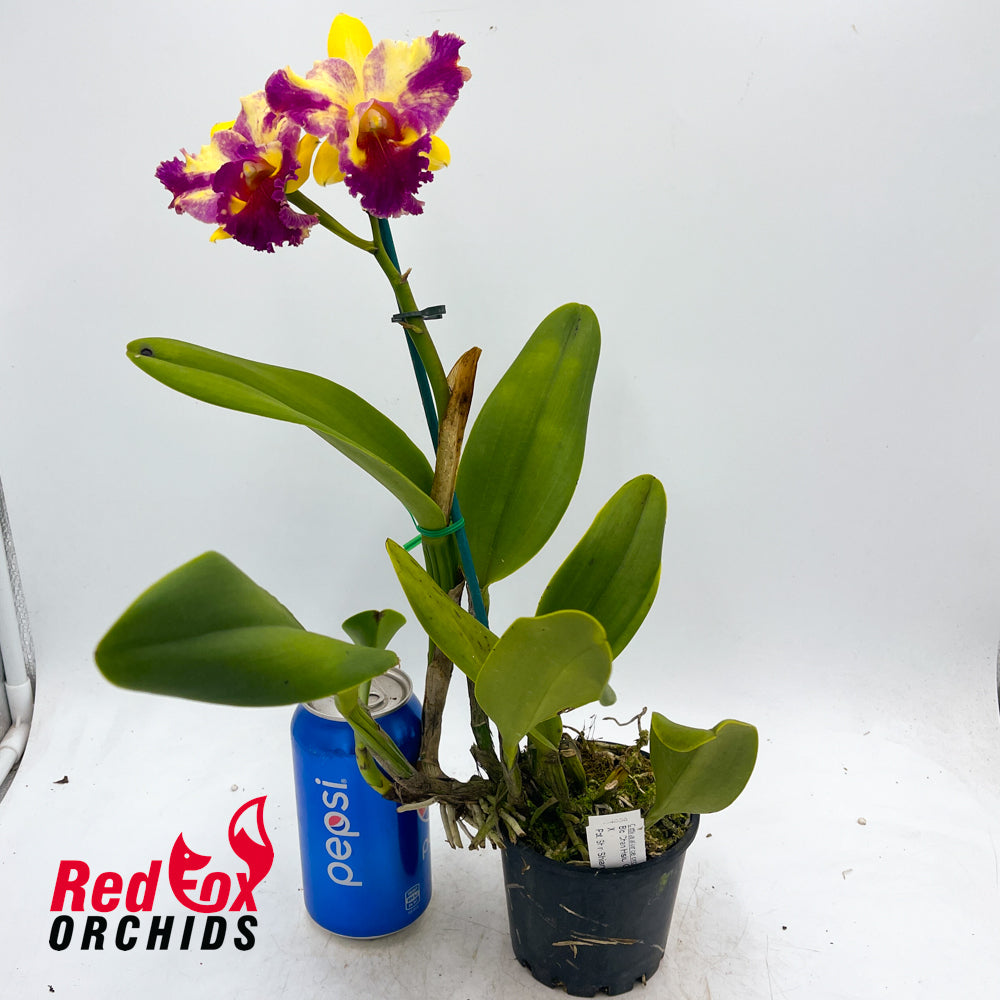 Brassolaeliocattleya Chan Hsiu Gold 'Fuji' x Potinara Shin Shiang Diamond 'Orchis'