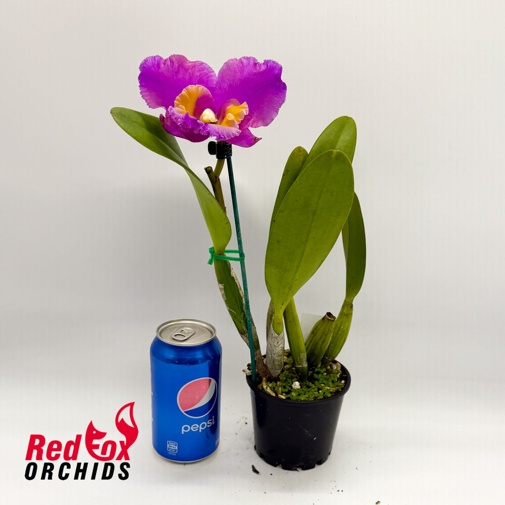 Brassolaeliocattleya Reisa X Blc. Burdekin Delight 'Dreamtime'