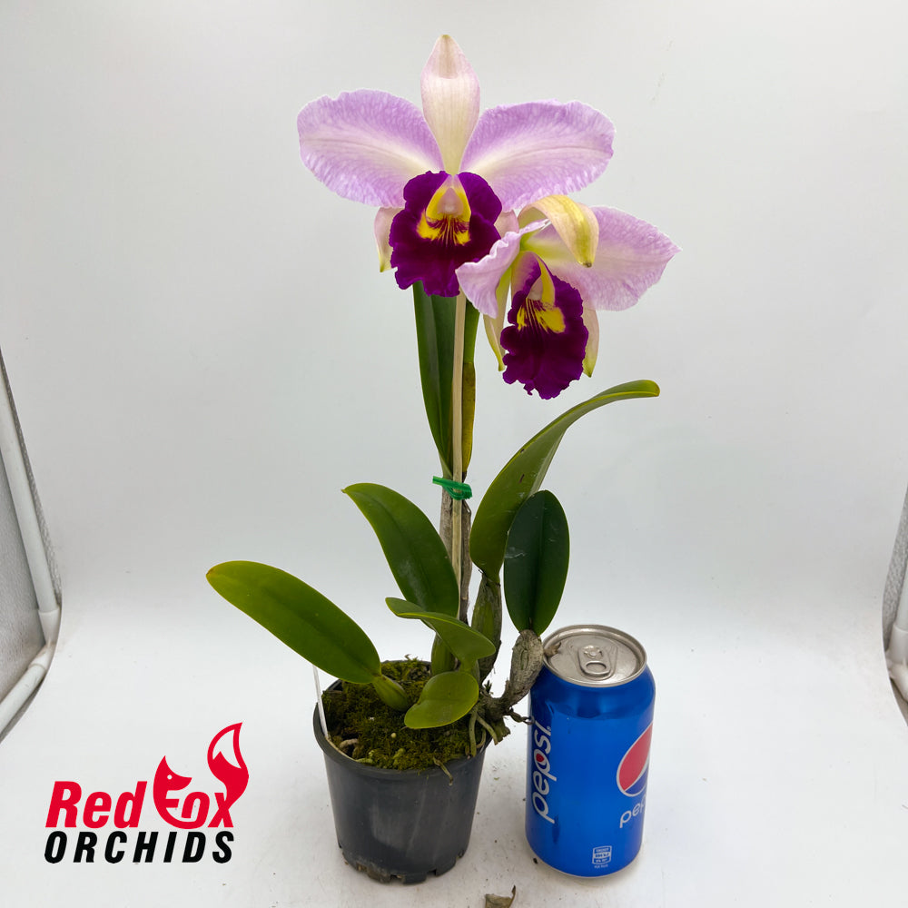Laeliocattleya Orchid Affair