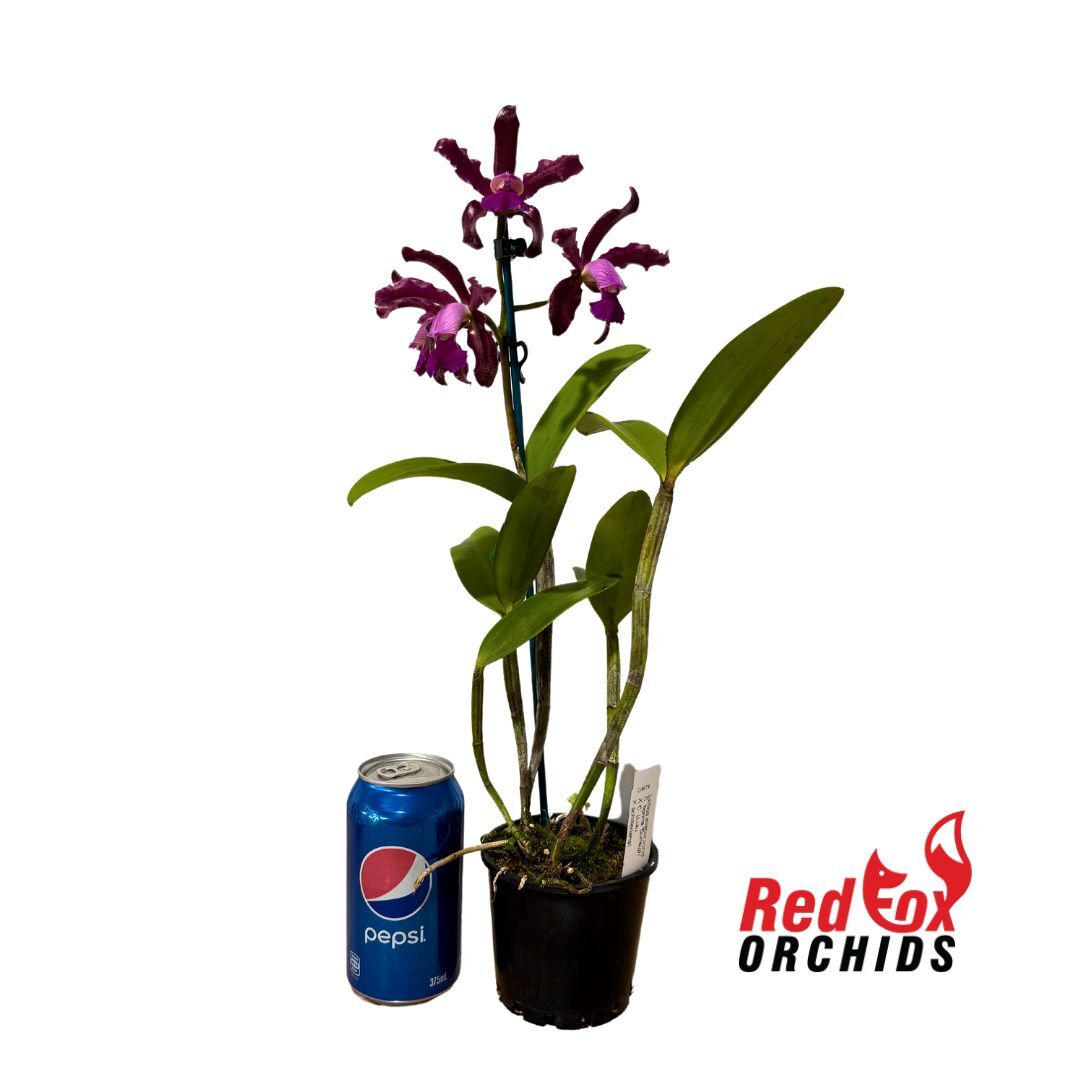Cattleya tigrina 'Burleigh (Dark)' X C. (Lulu X schilleriana)