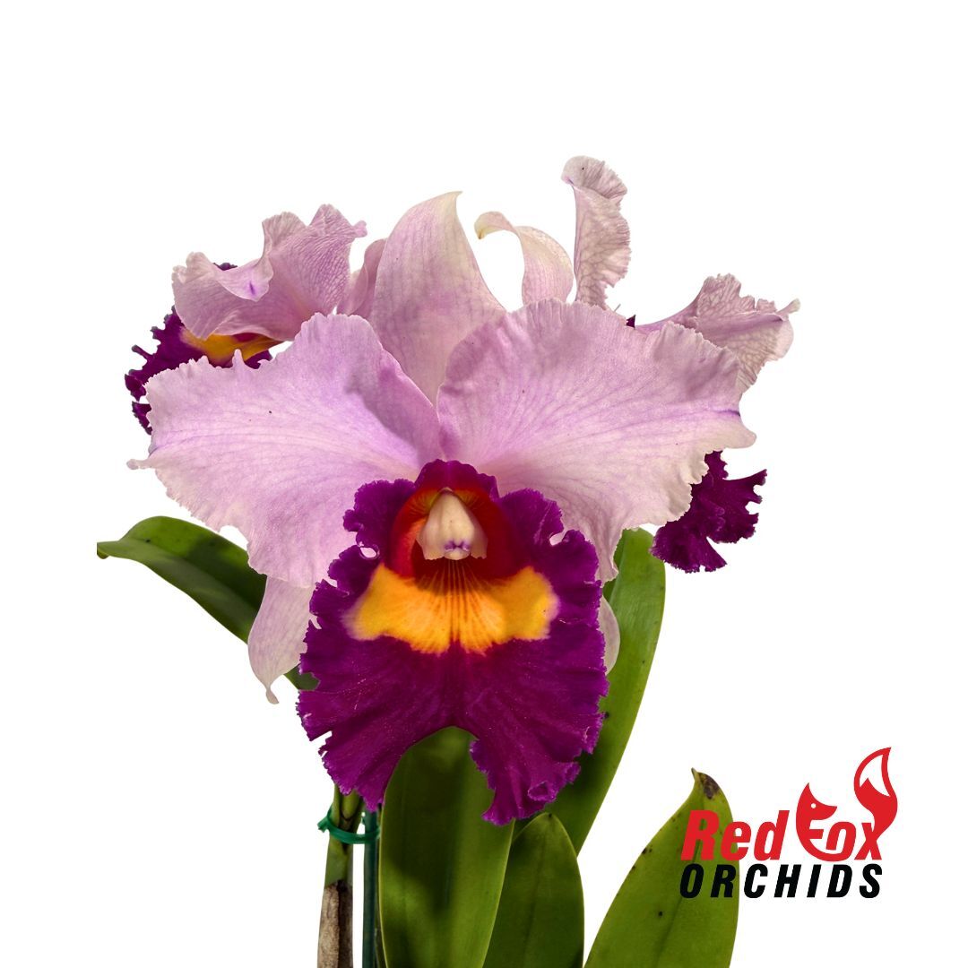 Potinara Elegant Dancer 'Rouge' X Blc. Chunyeah 'Tzeng-Wen'
