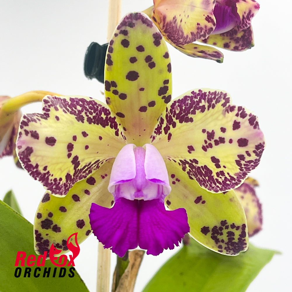 Cattleya guttata var. albina 'H&R' x Brassolaeliocattleya Topaz Sublime 'Tall Icy'