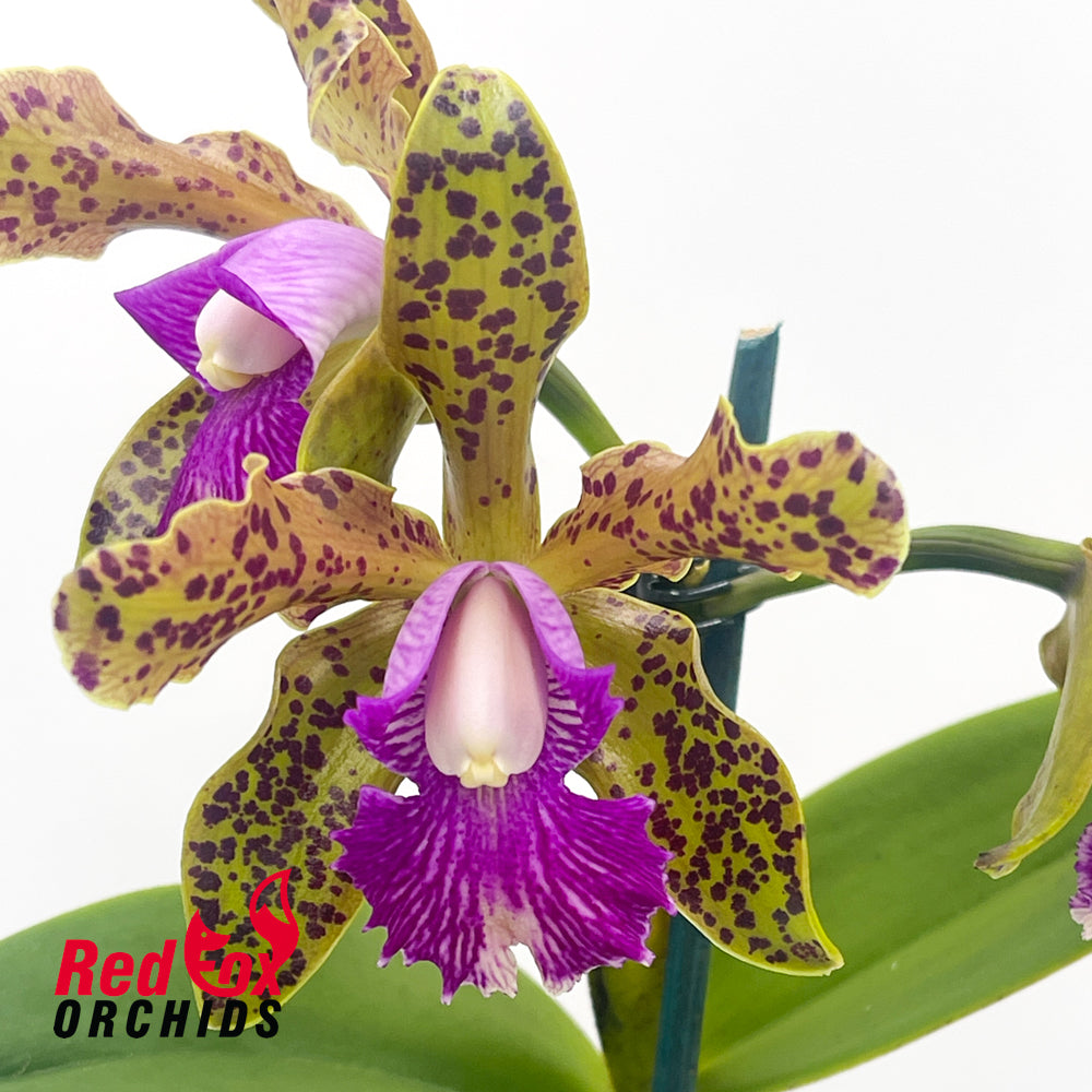 Cattleya (tigrina X Topaz Lullaby) X C. (Lulu X schilleriana)