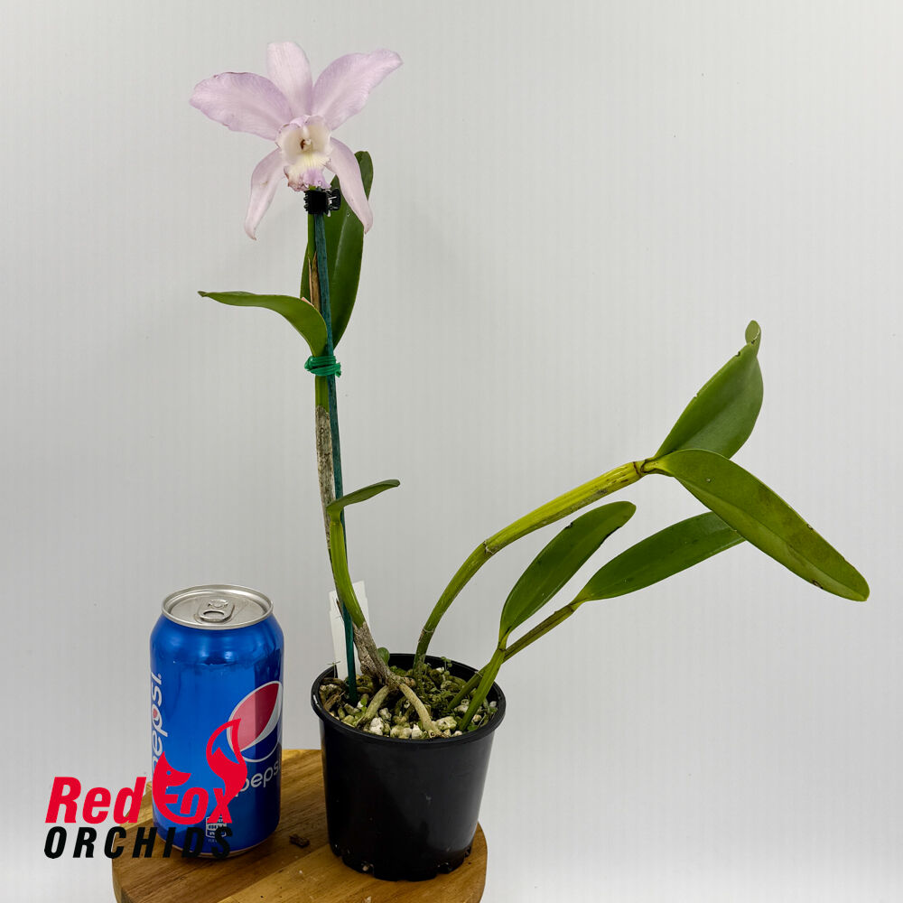 Cattleya Betsy's Azure Sea X C. loddigesii coerulea 'Bluest'
