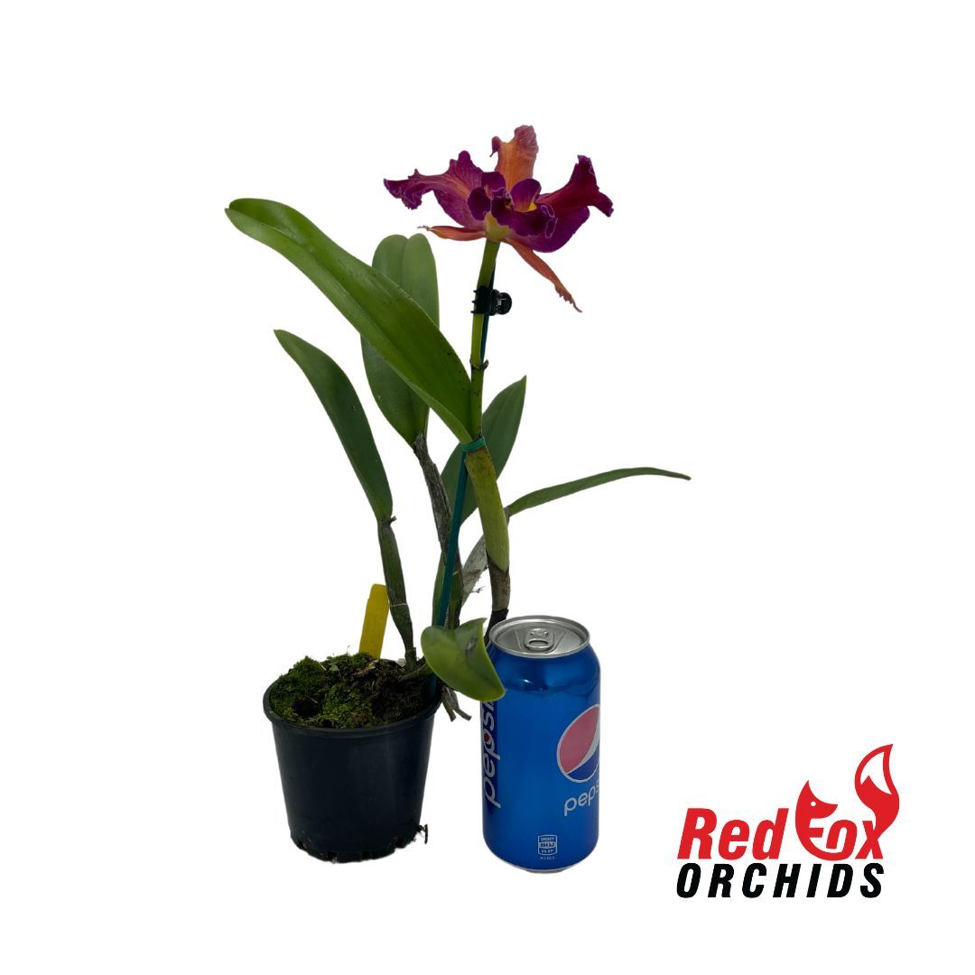 C4698 Rhyncholaeliocattleya Mari's Joyance' X Rth. (Susan Holcombe 'Yellow & Red' X Topaz Gazelle