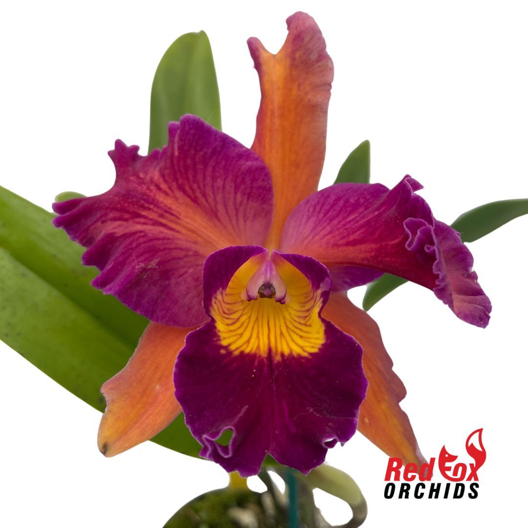 C4698 Rhyncholaeliocattleya Mari's Joyance' X Rth. (Susan Holcombe 'Yellow & Red' X Topaz Gazelle