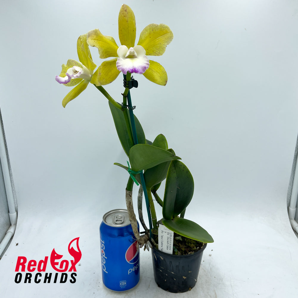 Sophrolaeliocattleya Elisabeth Calov x Brassolaeliocattleya Topaz Sublime 'Tall Icy'