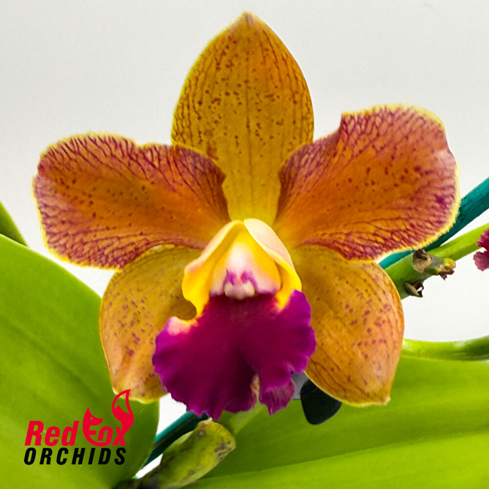 Potinara Roy's Magic X C. guttata v. albina 'Centro de Esmeralda'
