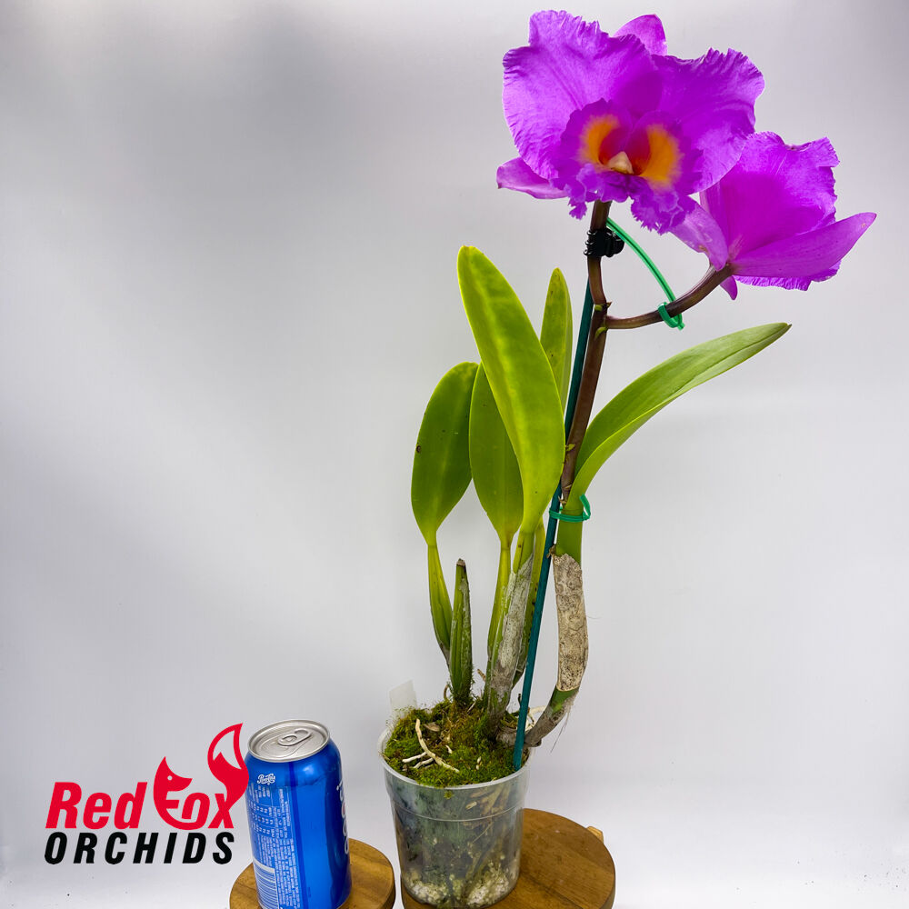 Sophrolaeliocattleya Anne Tapper 'Bette' X C. guttata 'Topaz 2'