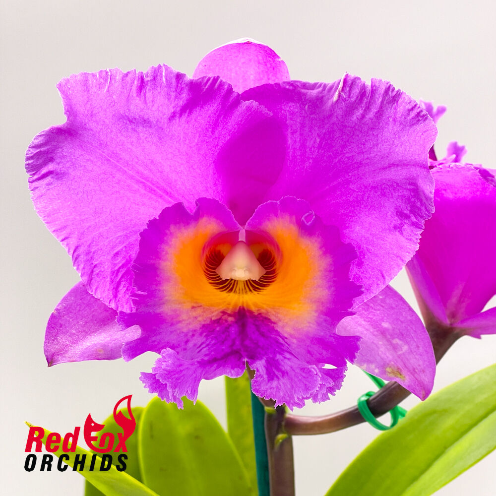 Sophrolaeliocattleya Anne Tapper 'Bette' X C. guttata 'Topaz 2'