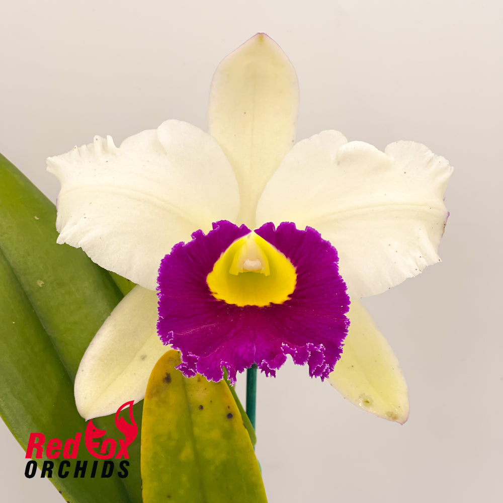 Brassolaeliocattleya Pathum Green
