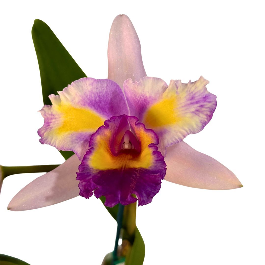 Laeliocattleya Mari's Song X Blc. Toshie's Magic 'Hsinying'