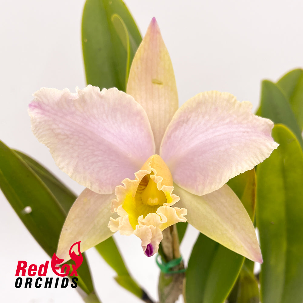 Rhyncholaeliocattleya George King 'Serendipity' X Rth. Topaz Breeze