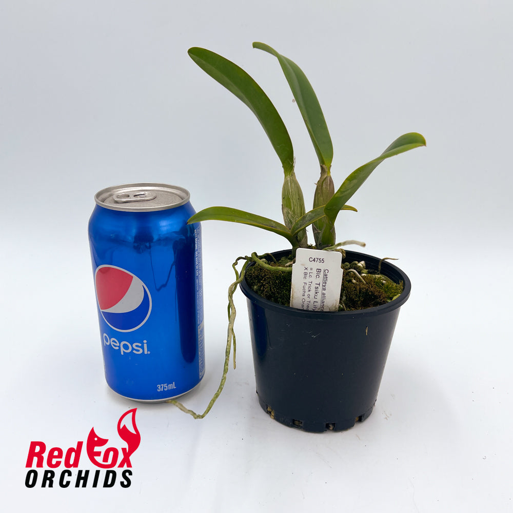 Rhyncattleanthe Tsiku Lily