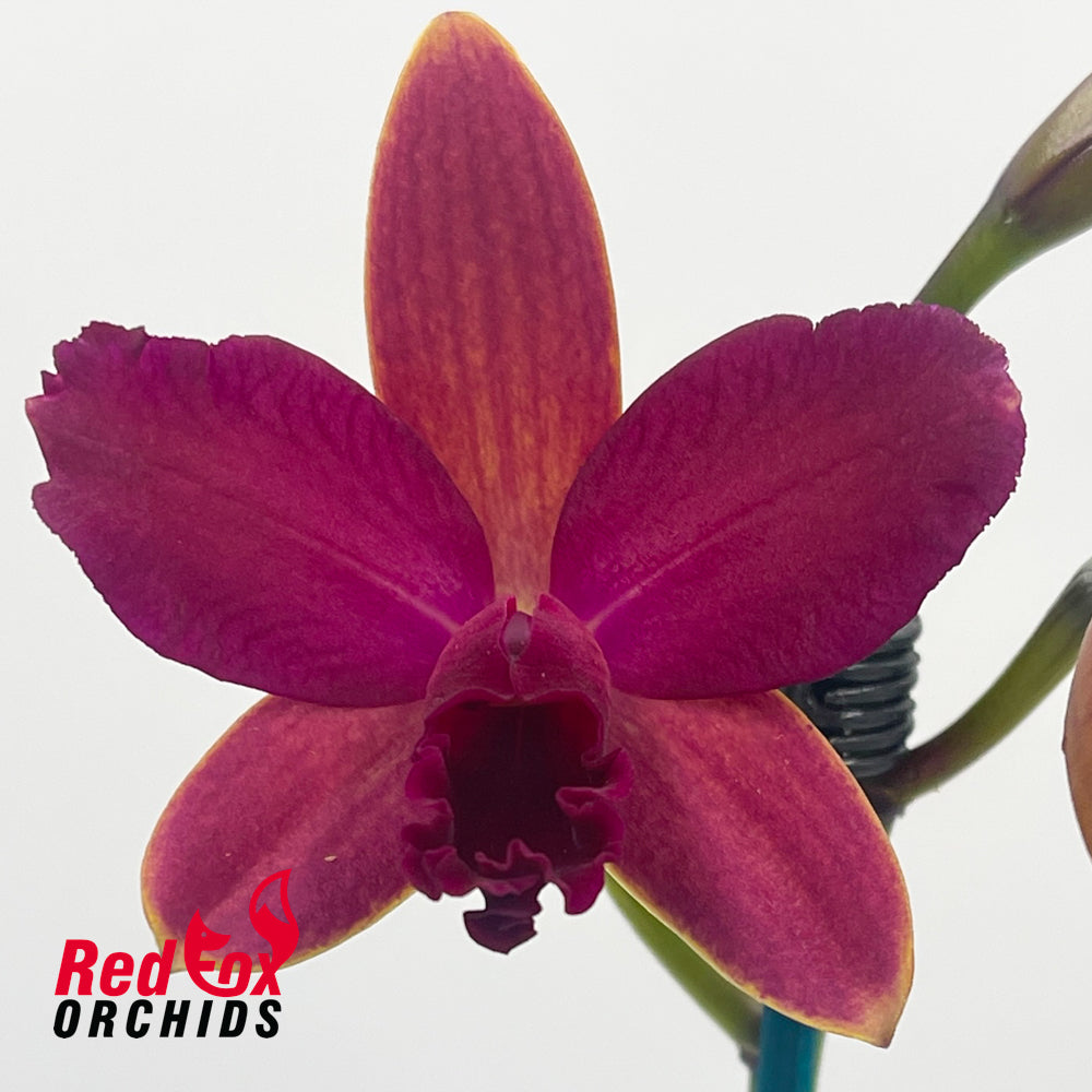 Rhyncattleanthe Lovely Toshie 'H&R' X Ctt. Night Sky 'VG Dark Splash'