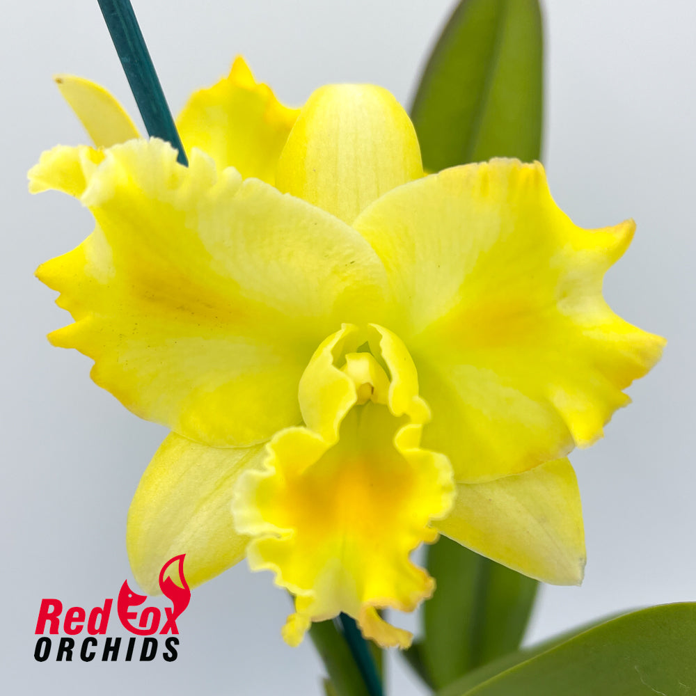 Brassolaeliocattleya Morning Bird X Blc. Rosella's Lovely Sunset