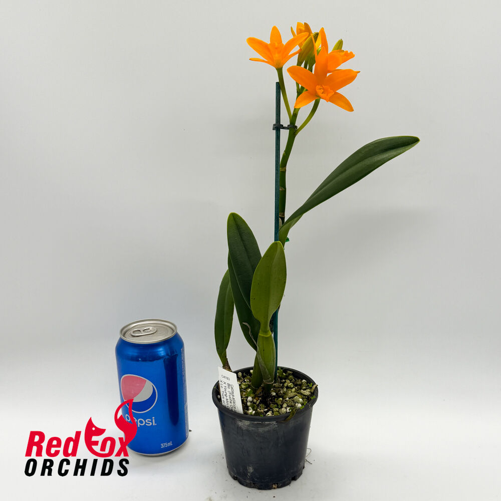 Brassolaeliocattleya (Fuchs Orange Nuggett X Young-Min Orange) 'Flora' X Lc. Trick or Treat