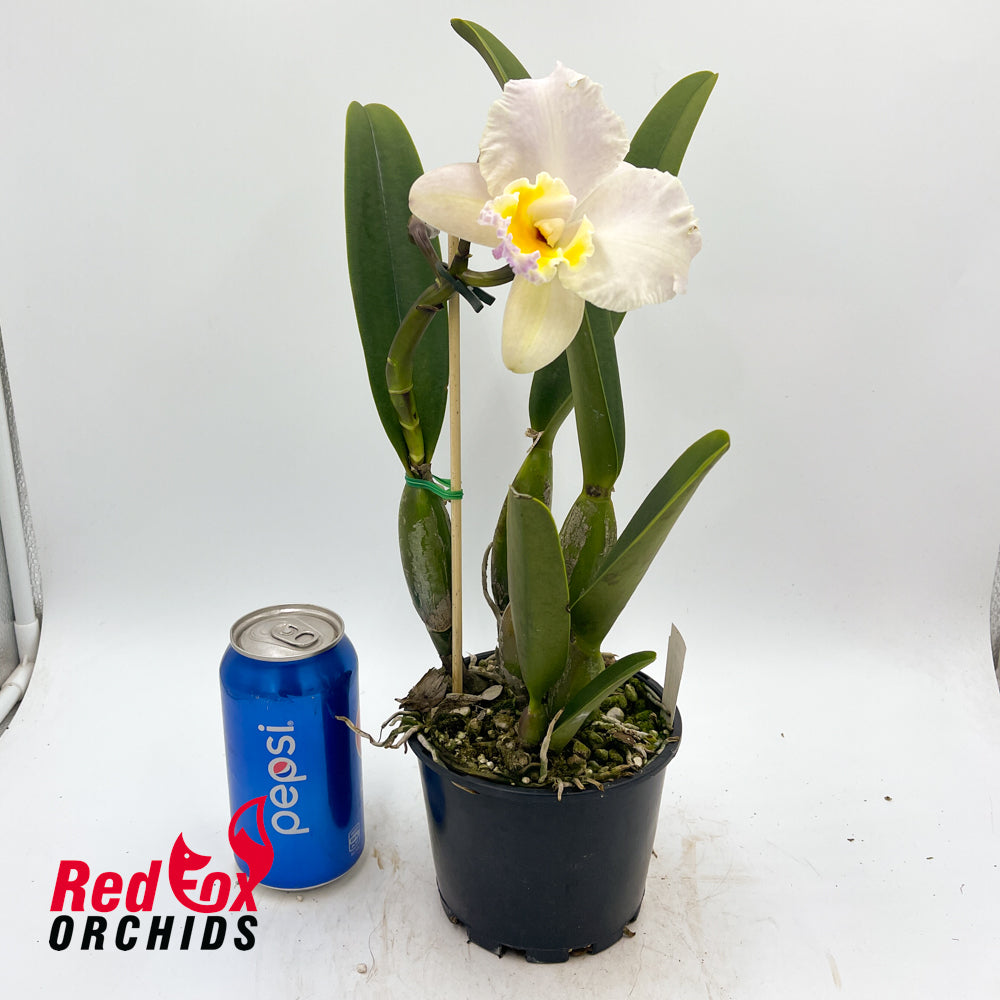 Brassolaeliocattleya (Izumi Charm X Candy Tuft) 'SVO' X Blc. Schroder's Love 'SVO' AM-AOS