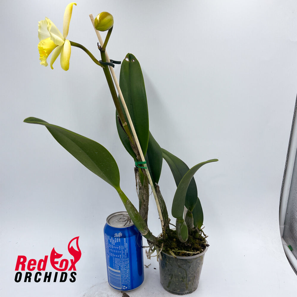 Brassolaeliocattleya Kaboom