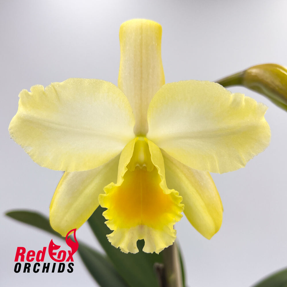 Brassolaeliocattleya Kaboom
