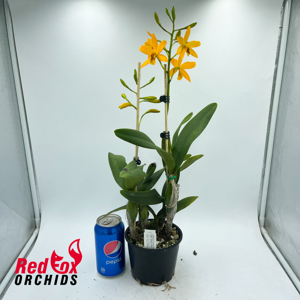 Epilaeliocattleya Magic Wand