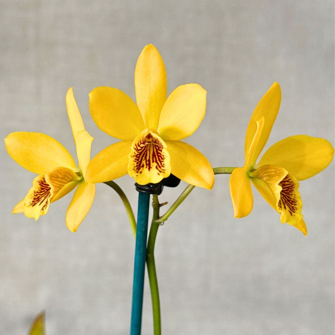 Epicattleya Kyoguchi 'Peter's Pick' X Blc. Love Sound 'Dogashima' AM/AOS