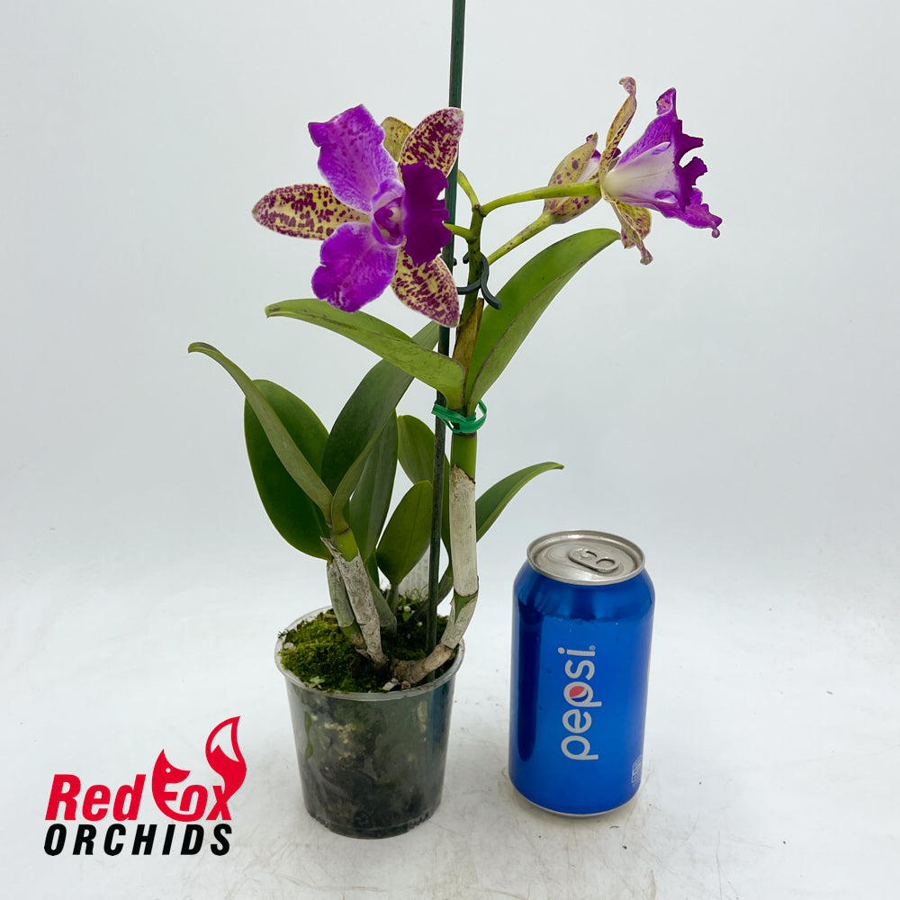 Sophrolaeliocattleya Jungle Hotspot X Blc. Sun Spots 'Sandy' AM/AOS