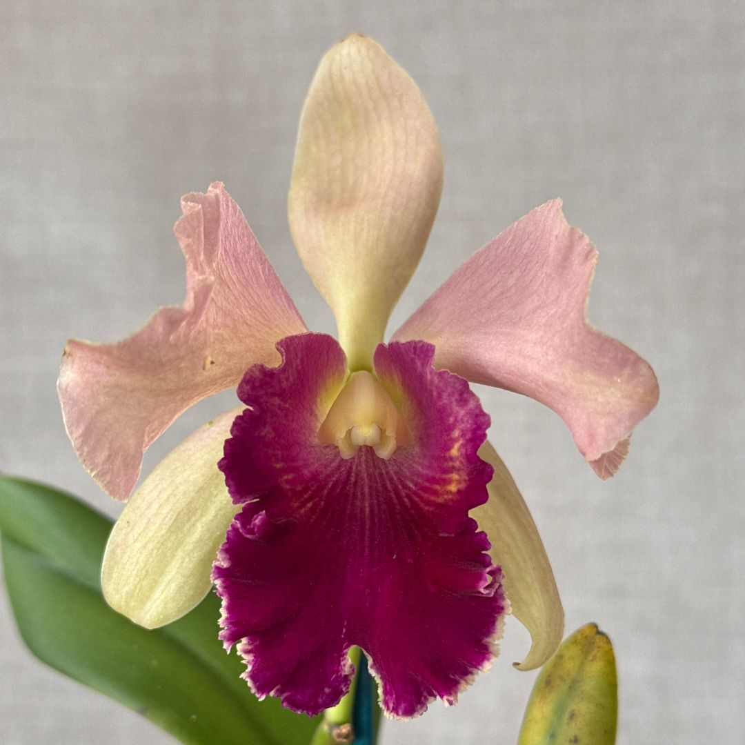 Brassolaeliocattleya Goldenell 'Burdekin' x Potinara Qing Mind Beauty
