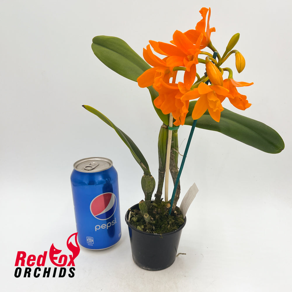 Brassolaeliocattleya Young-Min Orange 'Golden Satisfaction' X Lc. Trick or Treat