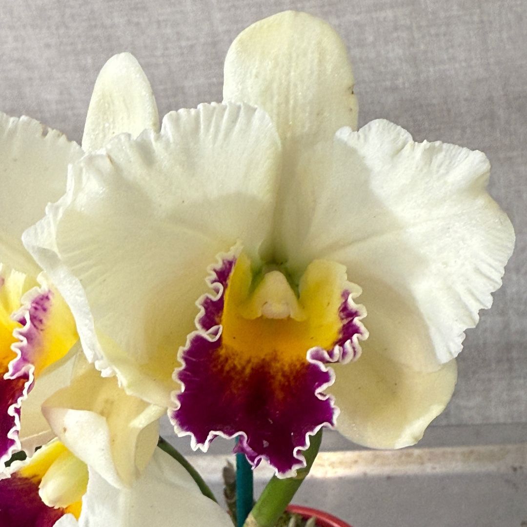 Brassolaeliocattleya Topaz Impact X Blc. (Drumbeat X Love Sound)
