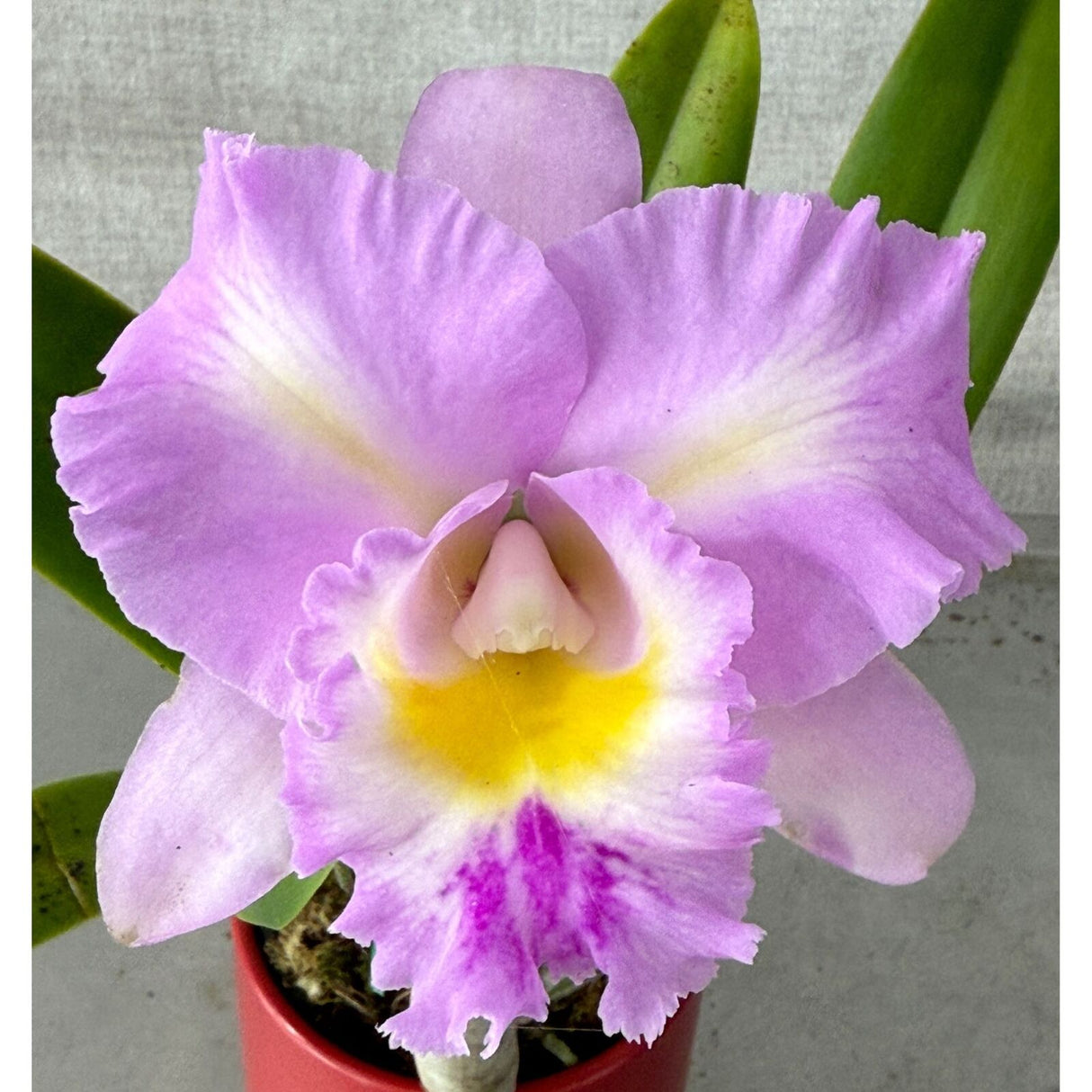 Brassolaeliocattleya Aussie Flare T'nt