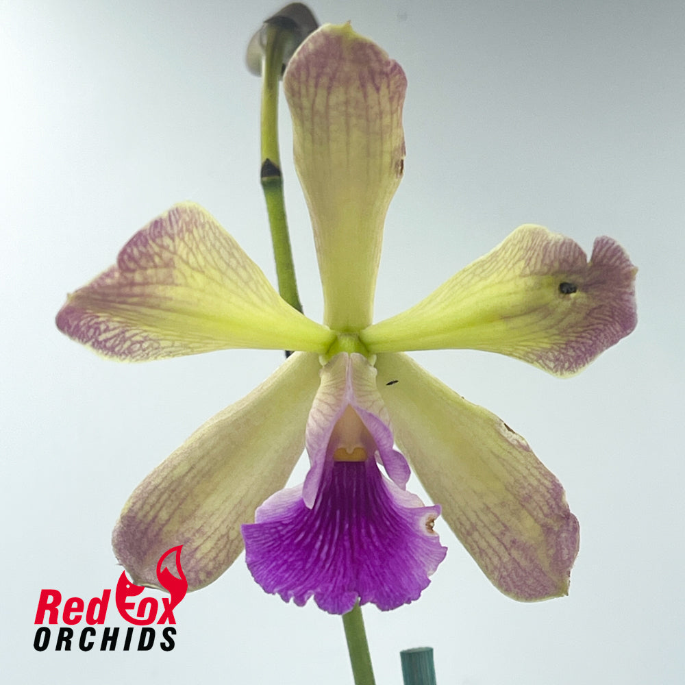 Epicattleya El Hatillo 'Pinta' X Epi. Gail Nakagaki