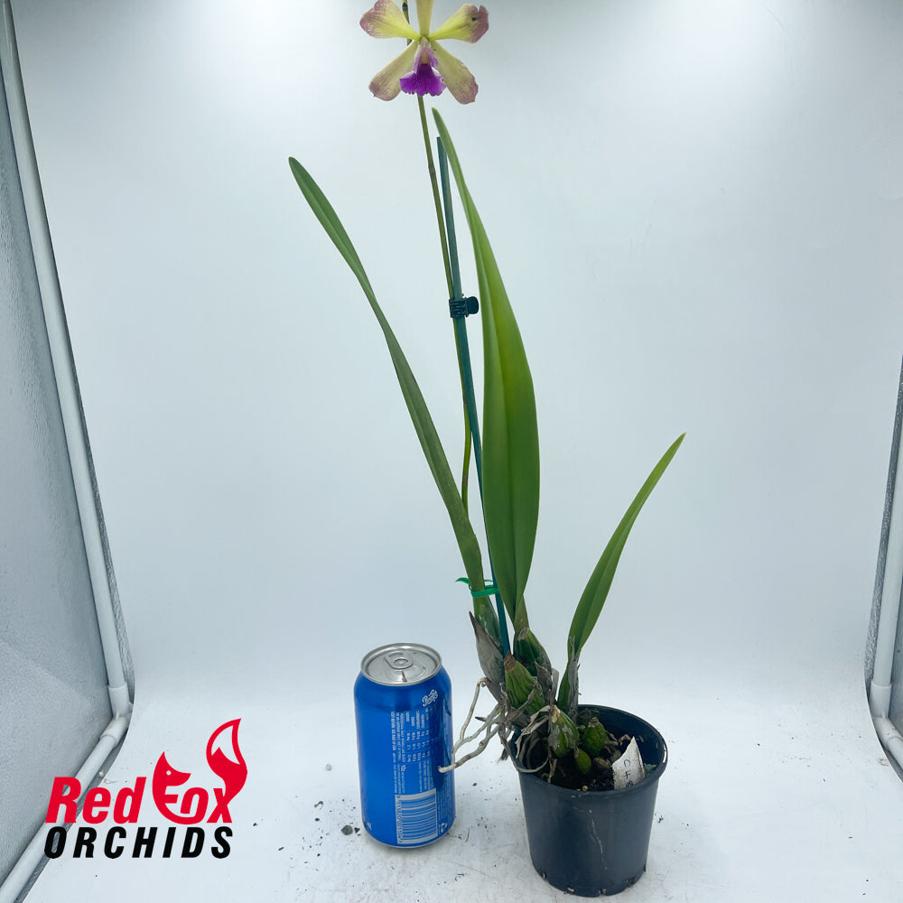 Epicattleya El Hatillo 'Pinta' X Epi. Gail Nakagaki