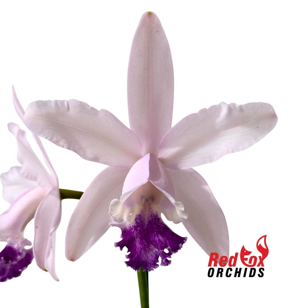 Cattleya intermedia fma. aquinii coerulea 'Haneda' AM AOS X self 'Big Blue' X C. Betsy's Azure Sea