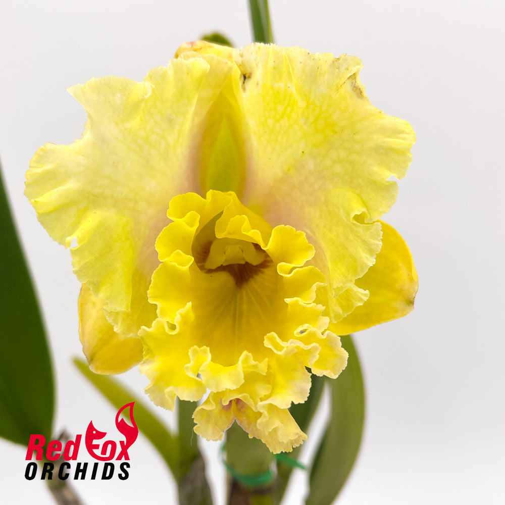 Brassolaeliocattleya Golden Canefields 'Emilo' X Pot. Burdekin Nugget 'Supreme'